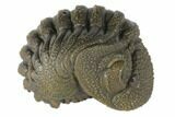 Wide, Bumpy, Enrolled Morocops Trilobite #125162-1